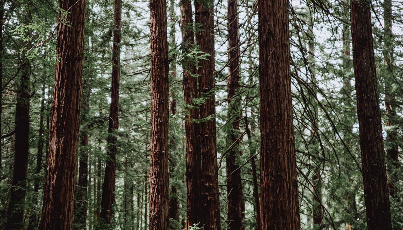 Discover the Magic of Ancient Trees